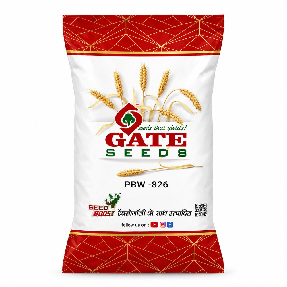 GateSeeds PBW-826 wheat seed bag
